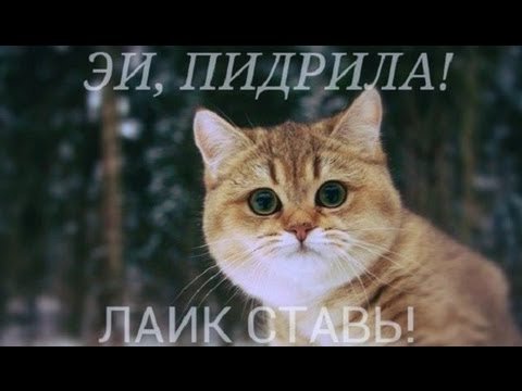 ГосДура Навсегда