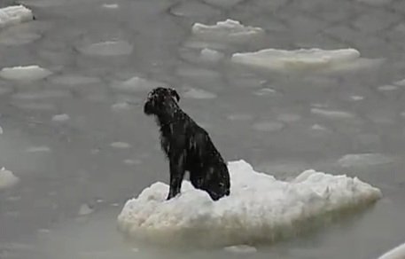 dog in sea